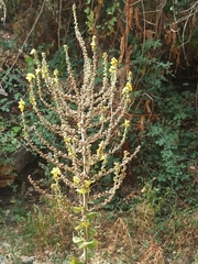 Verbascum