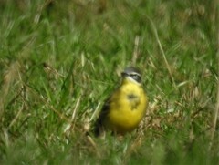 Motacilla flava flava