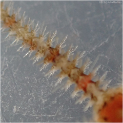 Ophiothrix spiculata