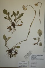 Antennaria parlinii fallax