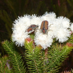 Trichostetha capensis