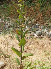 Verbascum