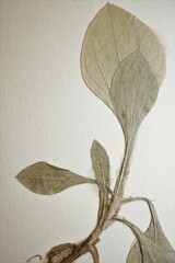 Antennaria parlinii fallax