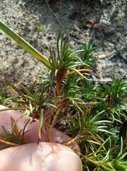 Scleranthus perennis