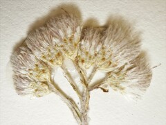 Antennaria parlinii fallax