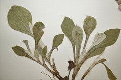 Antennaria parlinii fallax