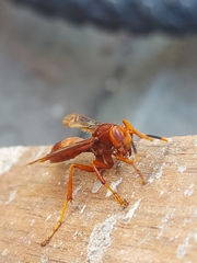 Polistes canadensis
