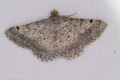 Frederickia nigricomma
