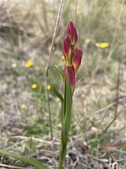 Baeometra uniflora
