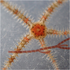 Ophiothrix spiculata