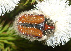 Trichostetha capensis