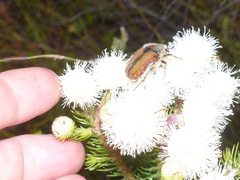 Trichostetha capensis