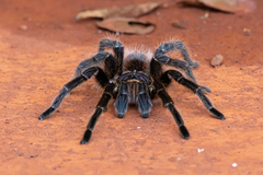 Acanthoscurria paulensis