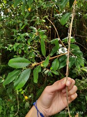 Maclura cochinchinensis