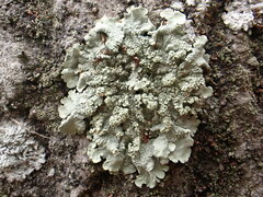 Flavoparmelia caperata