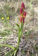 Baeometra uniflora
