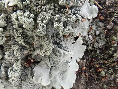 Flavoparmelia caperata