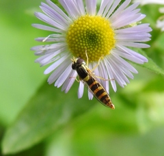 Sphaerophoria scripta