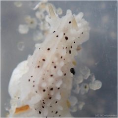 Aegires albopunctatus