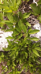 Rhamnus pumila