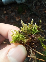 Brachythecium rutabulum