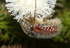 Trichostetha capensis