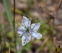 Nigella elata
