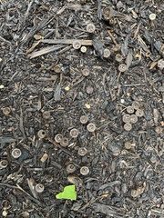 Cyathus