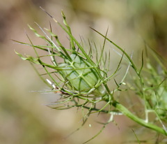 Nigella elata