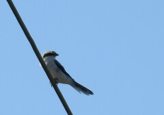 Lanius excubitor