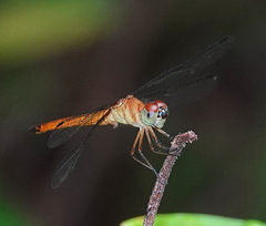 Orchithemis pulcherrima