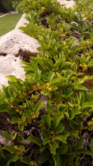 Rhamnus pumila