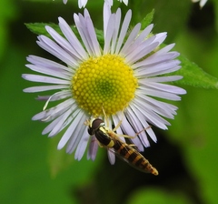 Sphaerophoria scripta