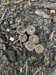 Cyathus