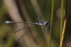 Lestes disjunctus