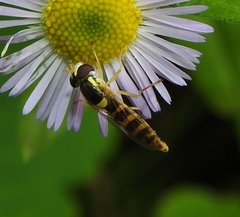 Sphaerophoria scripta