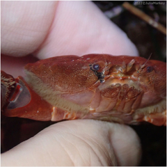 Cycloxanthops novemdentatus