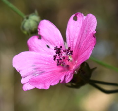 Althaea cannabina