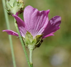 Althaea cannabina