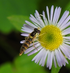 Sphaerophoria scripta