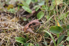 Bufo