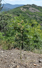 Centaurea salonitana