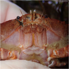 Cycloxanthops novemdentatus