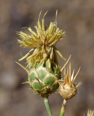 Centaurea salonitana