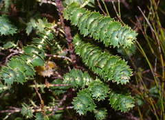Cliffortia reniformis