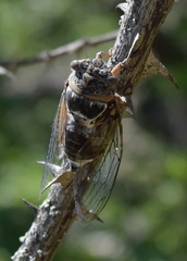Lyristes plebejus