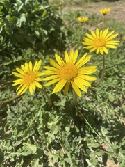 Arctotheca prostrata