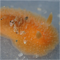 Thordisa bimaculata