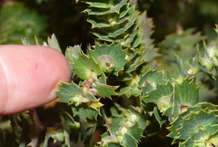 Cliffortia reniformis