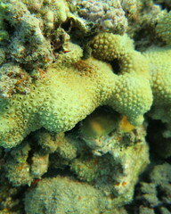 Palythoa tuberculosa